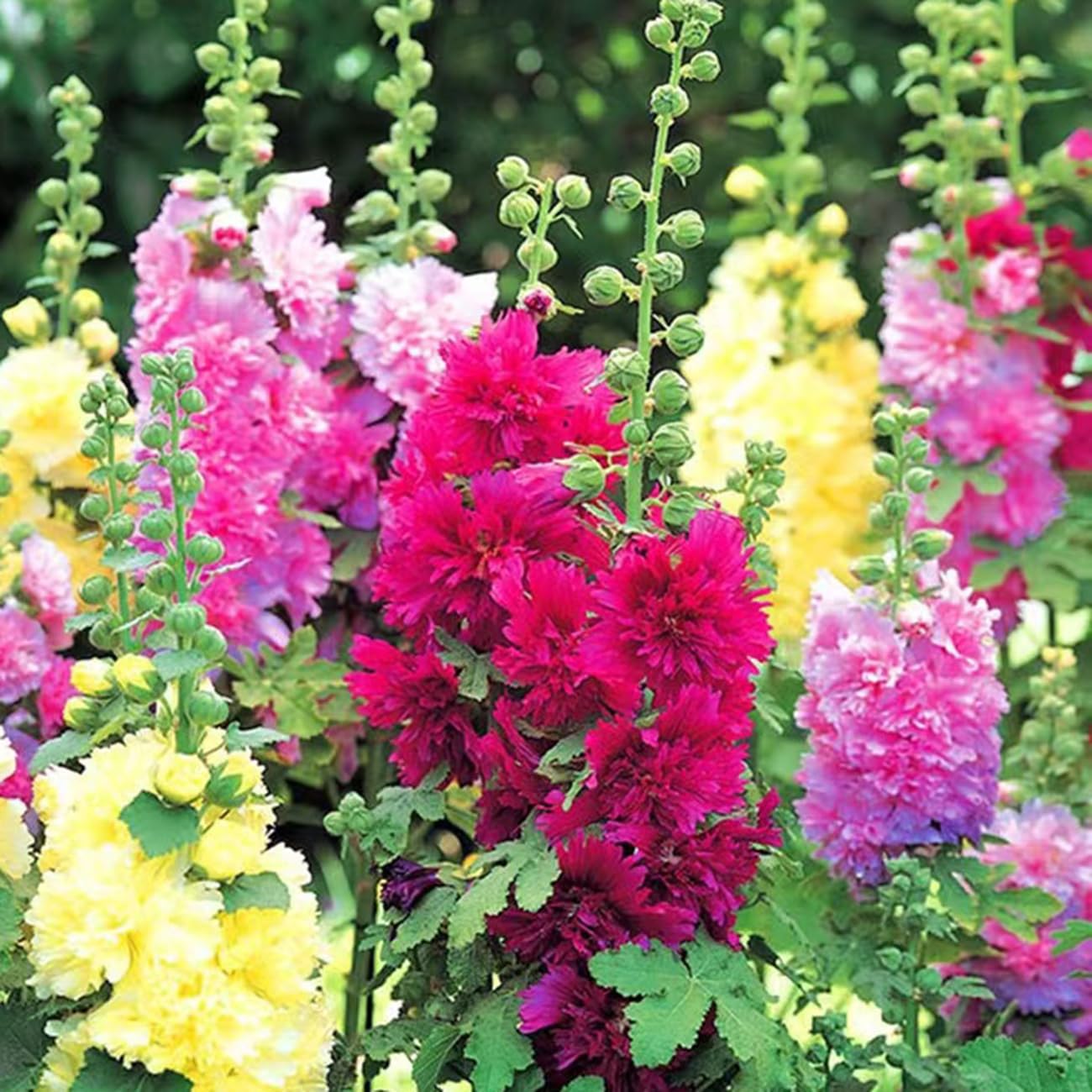VISTATU easy planting visuals showing simple press-and-cover sowing.