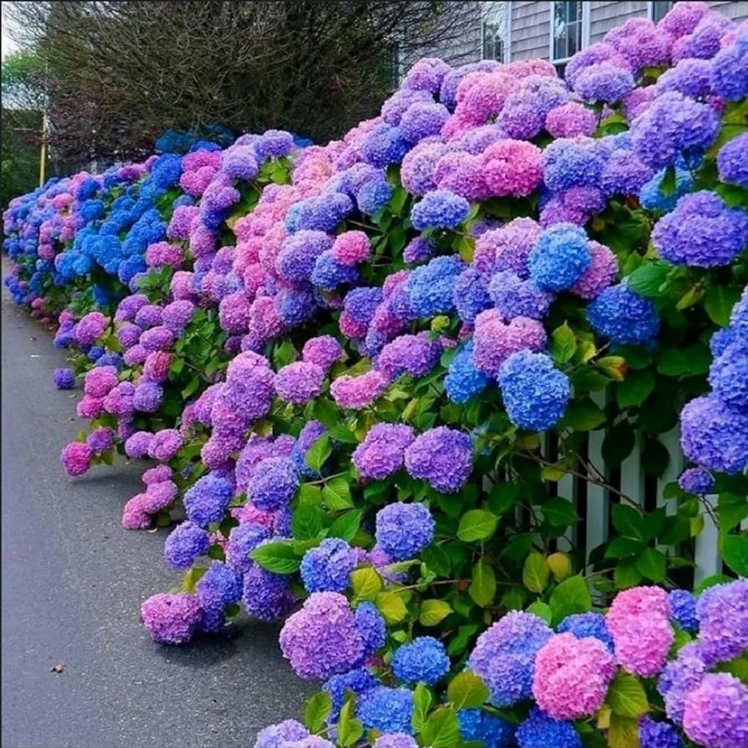 VISTATU easy-to-grow hydrangea seeds ideal for beginners.