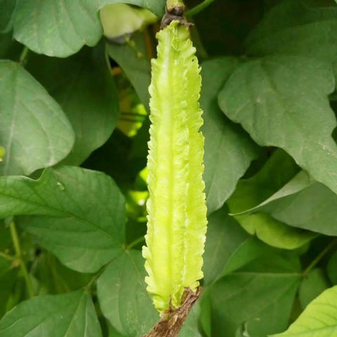 VISTATU Four-Angled bean pods close-up, winged shape.