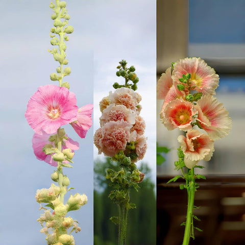 Garden-ready setup for full-sun planting with VISTATU hollyhocks.