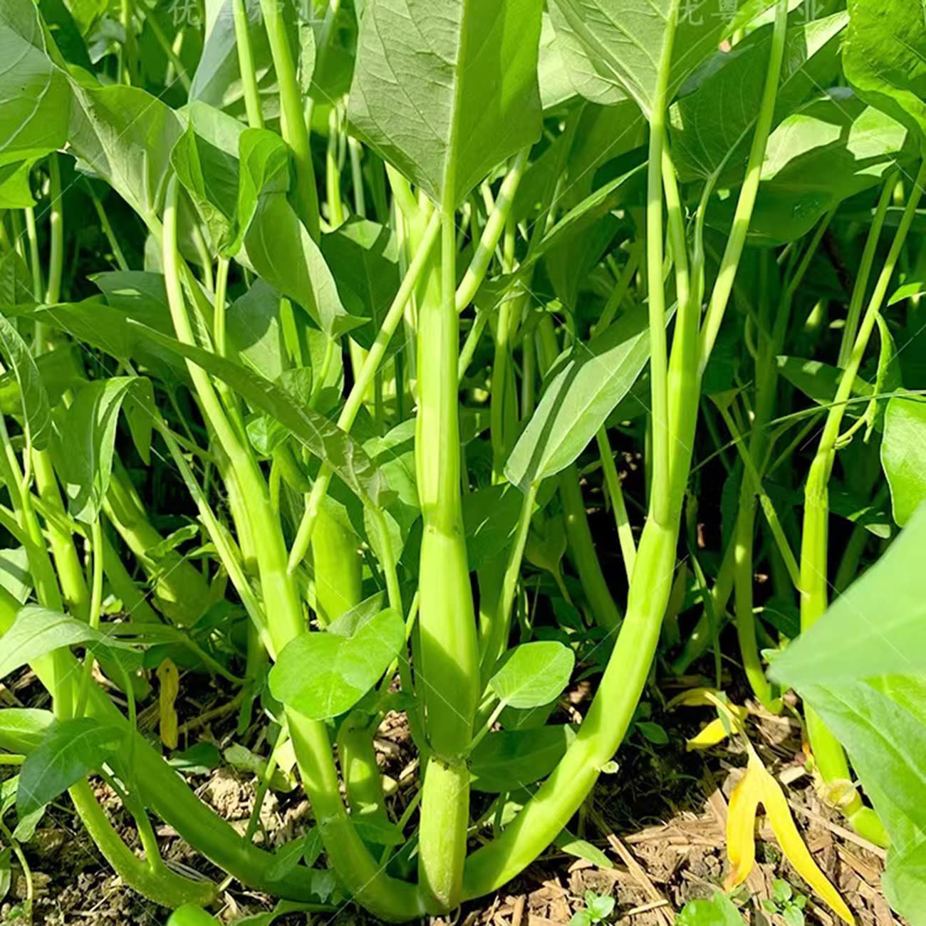 Vistatu garden bed shows loose soil supporting rapid leaf production.