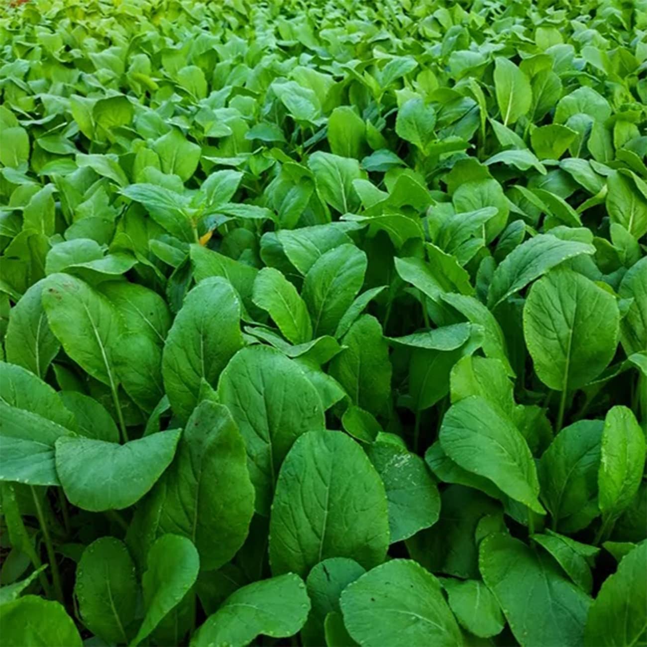 VISTATU garden-ready seed pack supports spring and fall planting