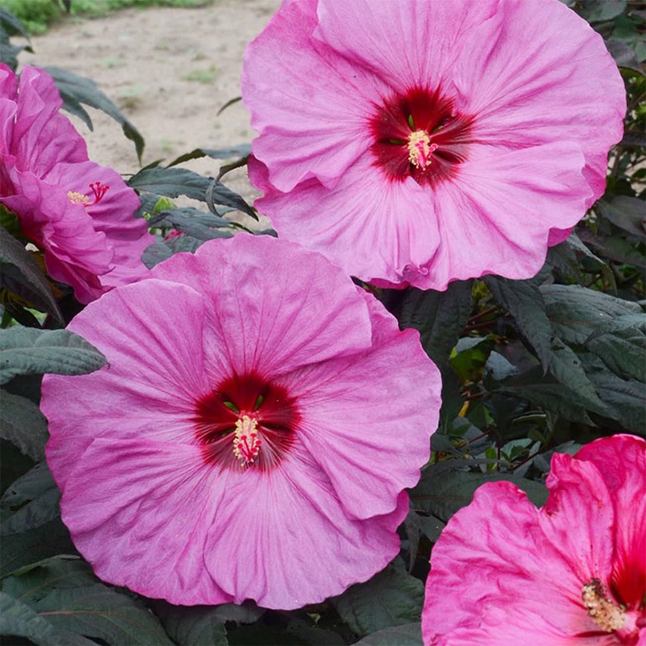 VISTATU outdoor-ready hibiscus seeds create long-lasting tropical charm in sunny gardens.