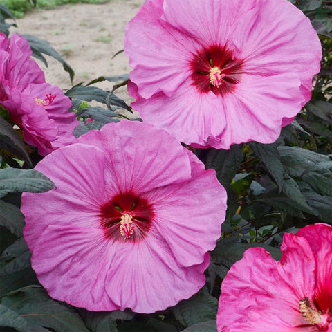 VISTATU outdoor-ready hibiscus seeds create long-lasting tropical charm in sunny gardens.
