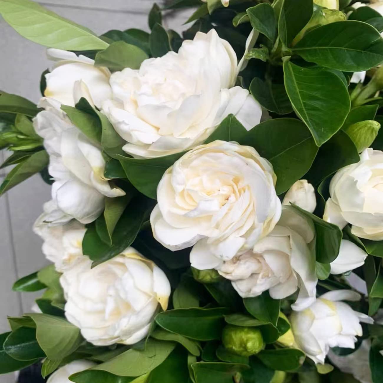 VISTATU Gardenia seeds pack front view, ideal for home gardening and starting a scented bloom garden.