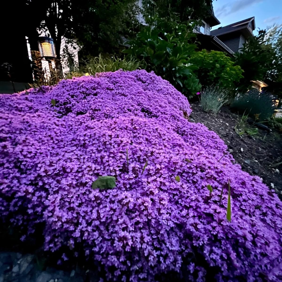 VISTATU creeping thyme germination indoors showing garden-ready growth.