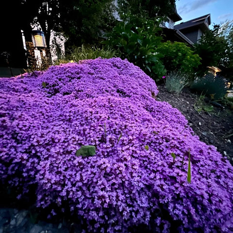 VISTATU creeping thyme germination indoors showing garden-ready growth.