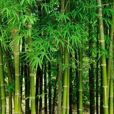 VISTATU green giant bamboo seed ready to grow.