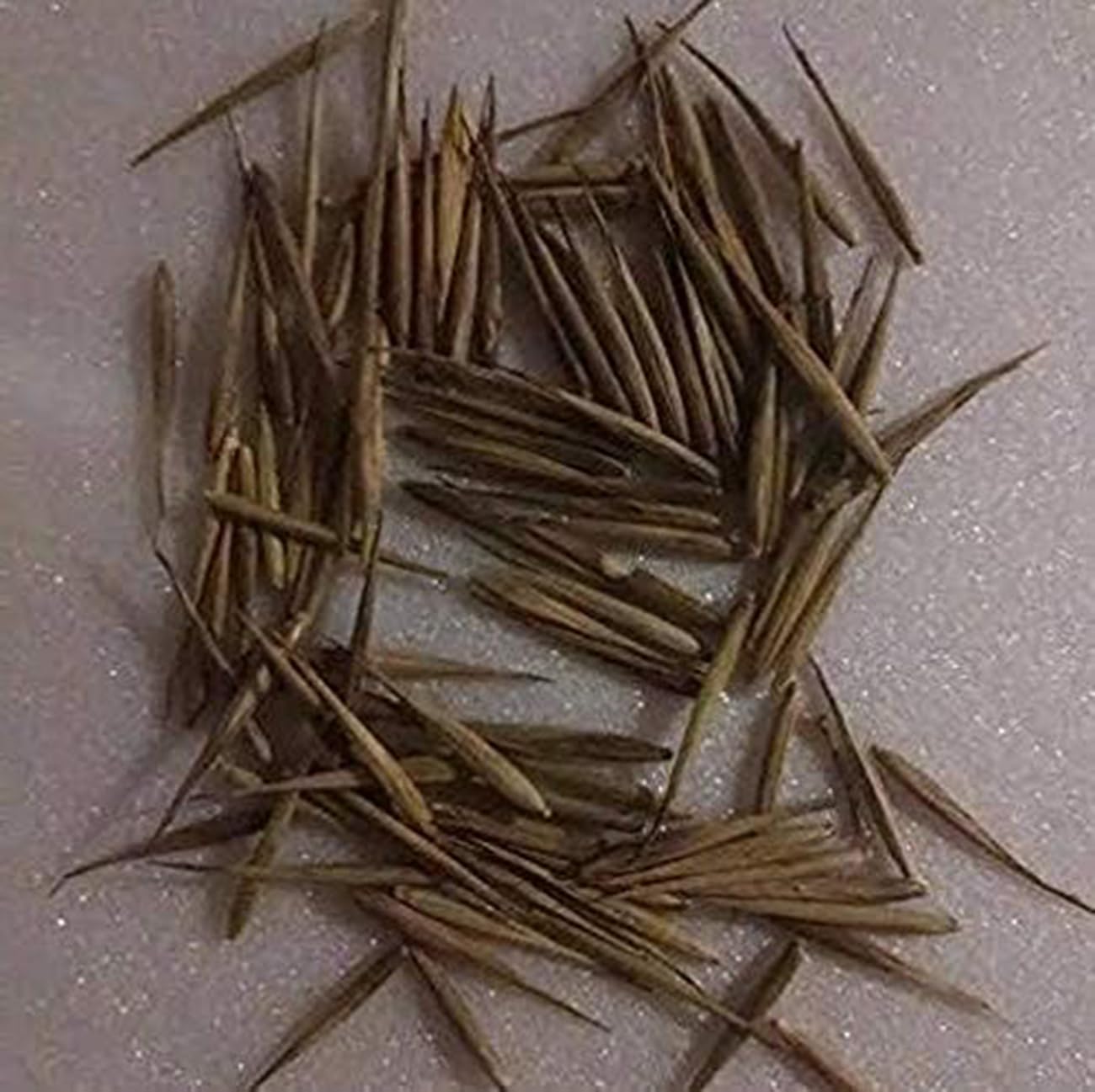 VISTATU bamboo seed ideal for family garden projects.