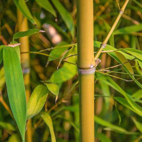 VISTATU bamboo seed garden setup demonstrates easy outdoor planting.