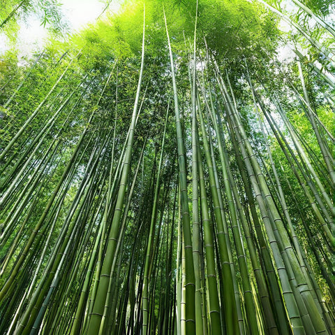 VISTATU bamboo seed growing into a natural privacy screen.
