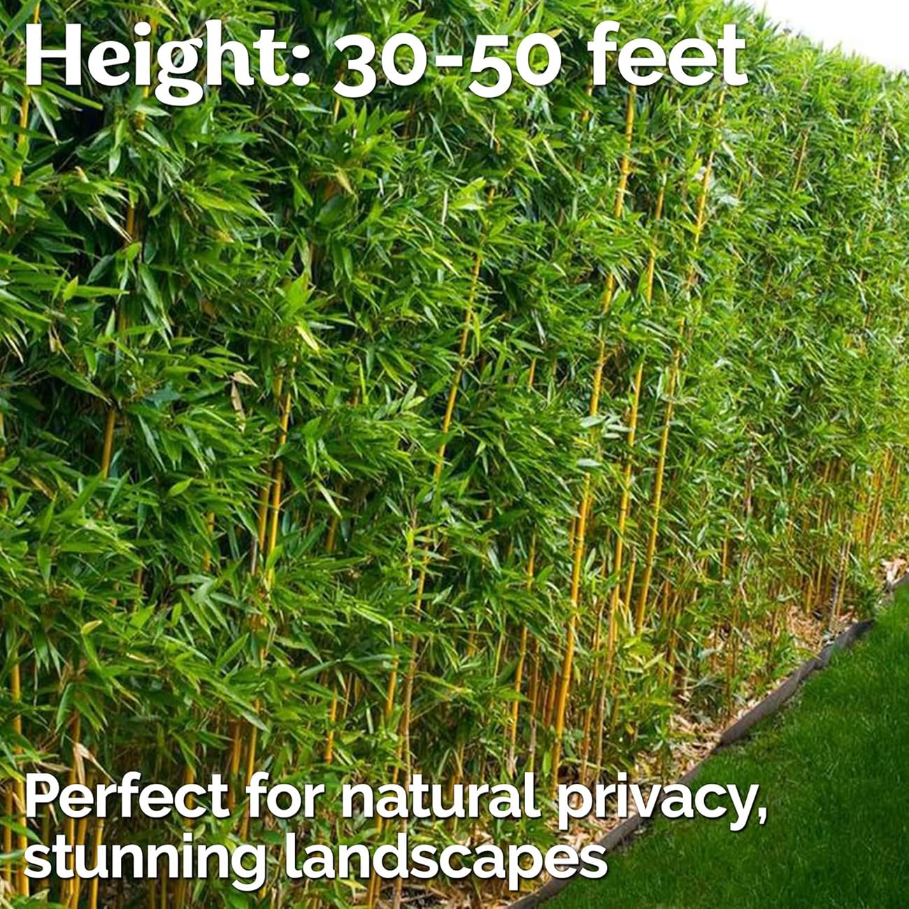 VISTATU bamboo seed planting in soil shown for fast outdoor growth.