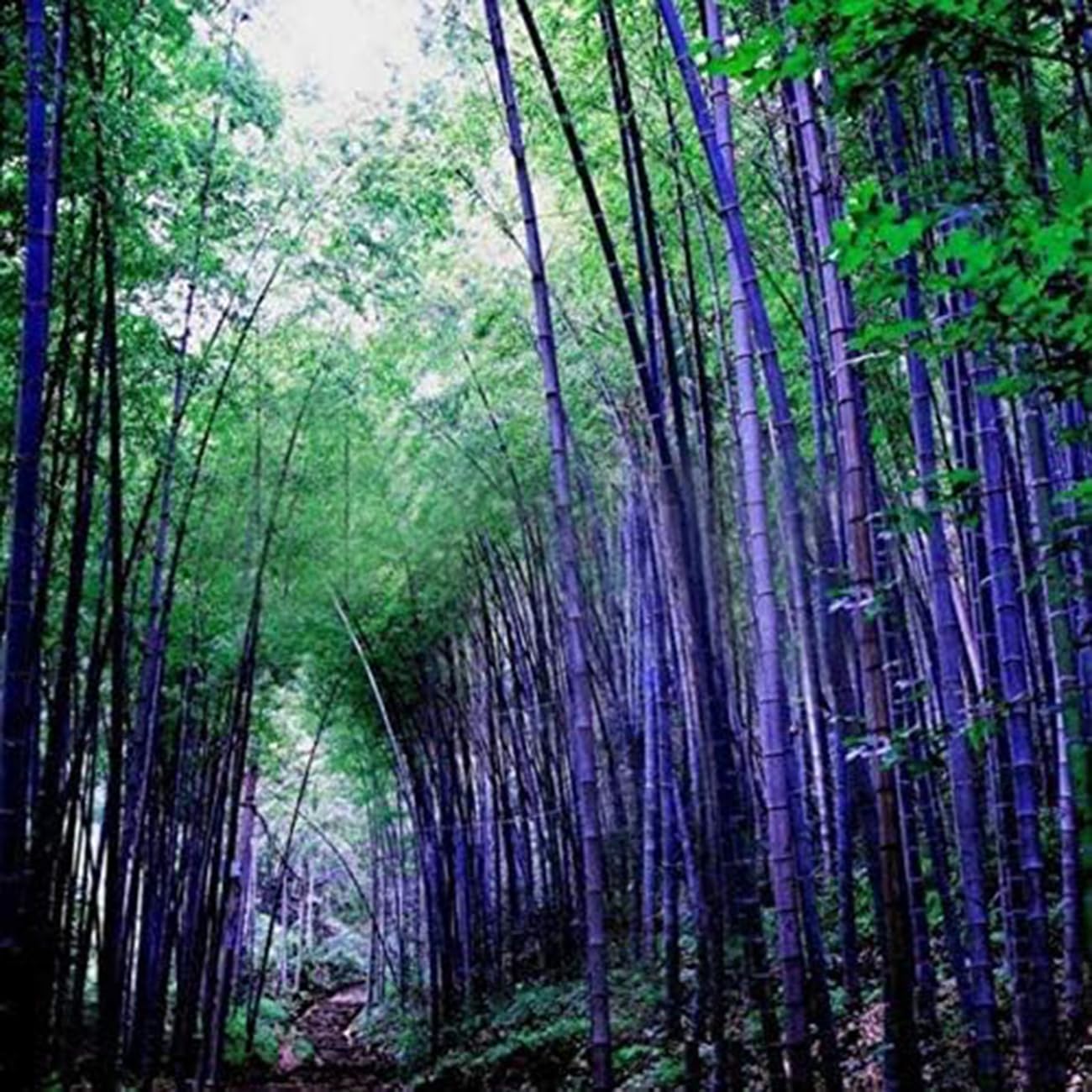 VISTATU giant bamboo seeds germination tips for warm climates and heat-loving growth