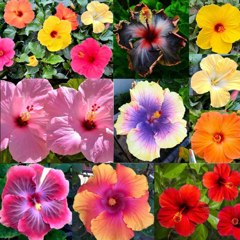 VISTATU giant hibiscus seeds bloom preview signaling dramatic blooms for summer curb appeal.