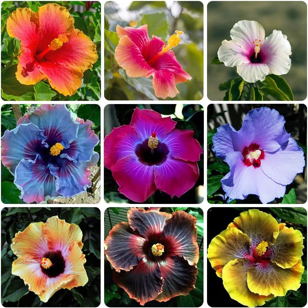 VISTATU giant hibiscus seeds mixed-pack blooms for vibrant tropical color in sunny gardens.