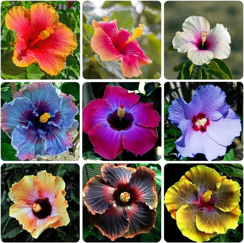 VISTATU giant hibiscus seeds mixed-pack blooms for vibrant tropical color in sunny gardens.