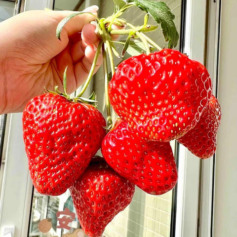 VISTATU giant strawberry seed pack ready for planting and homegrown harvest.