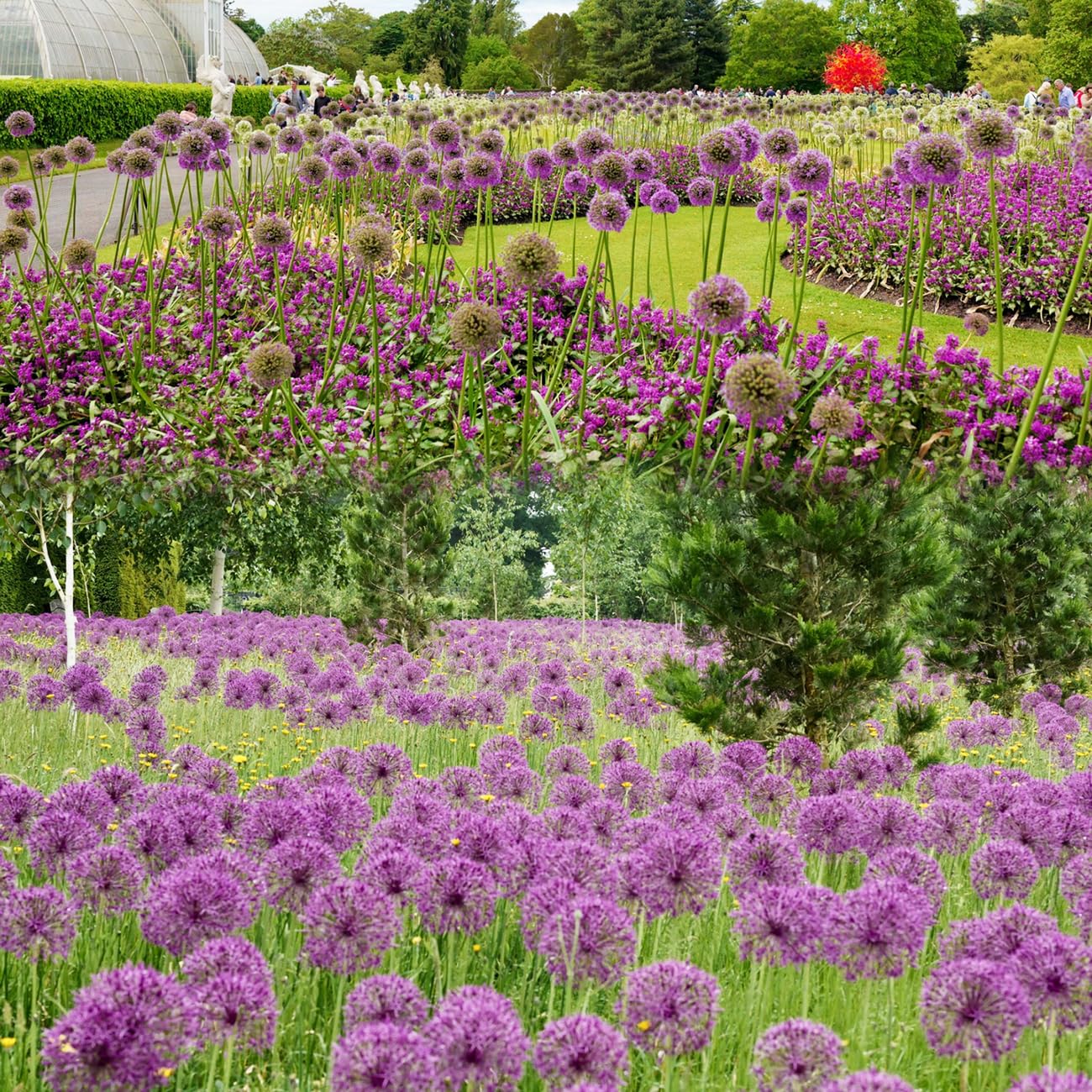 VISTATU garden view with Globemaster allium accents in the bed
