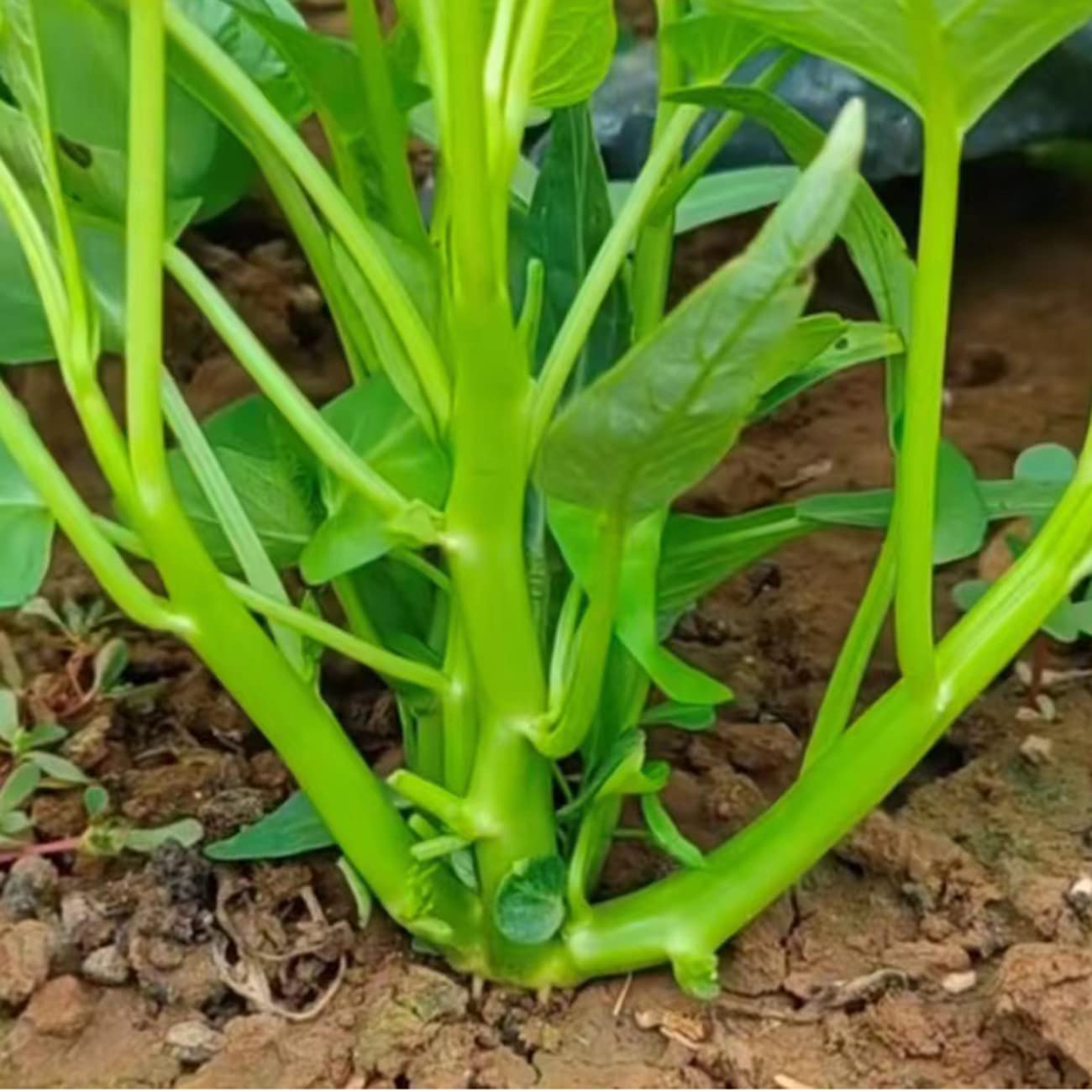 VISTATU harvested water spinach greens ready for meals