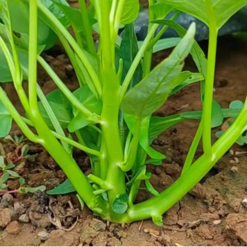 VISTATU harvested water spinach greens ready for meals