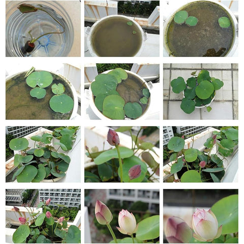 VISTATU hardy water lily in pot enhances pond appeal.
