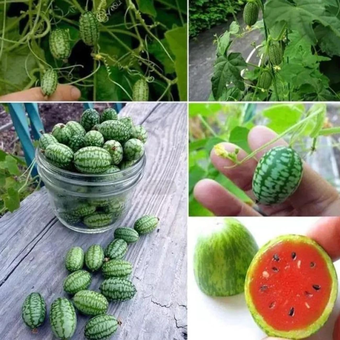 VISTATU harvest mini-watermelons; rewards in a single growing season.