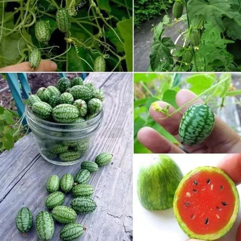 VISTATU harvest mini-watermelons; rewards in a single growing season.