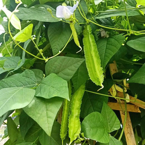 VISTATU Harvest-ready winged beans, crisp and versatile.