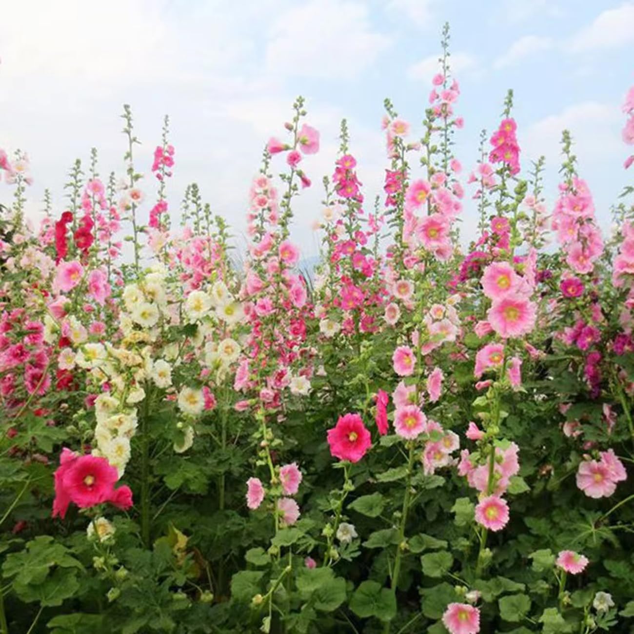 Hollyhock plants reaching up to 50 inches for vertical garden interest.