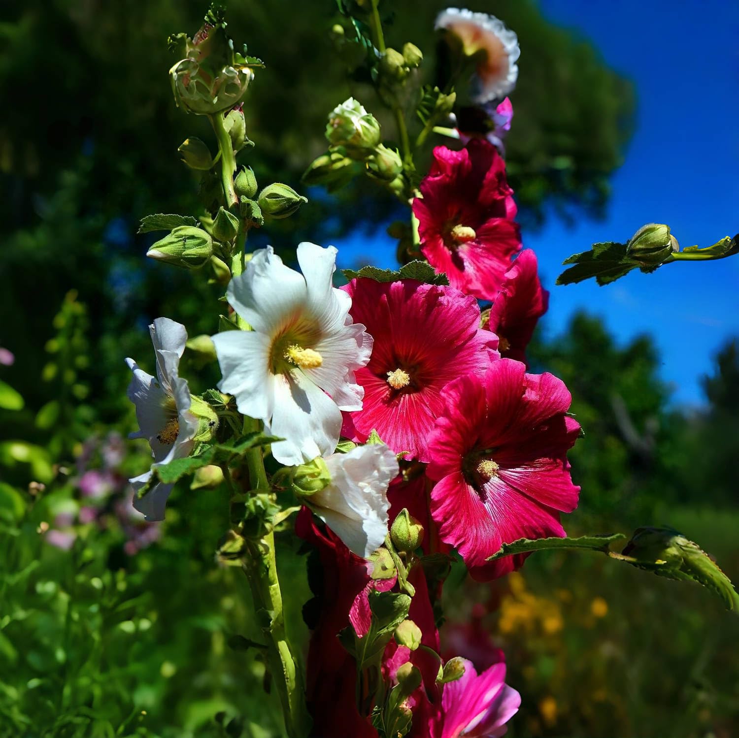 VISTATU hollyhock plant grows up to 50 inches tall in ideal conditions.