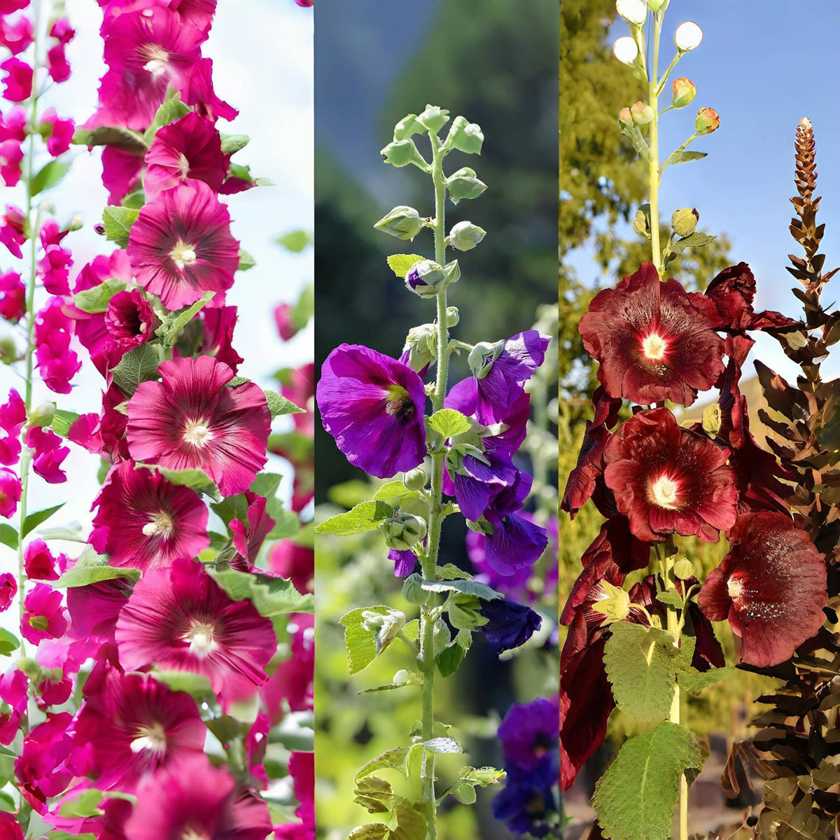 VISTATU Hollyhock seeds 700-plus pack ready for vibrant border blooms.