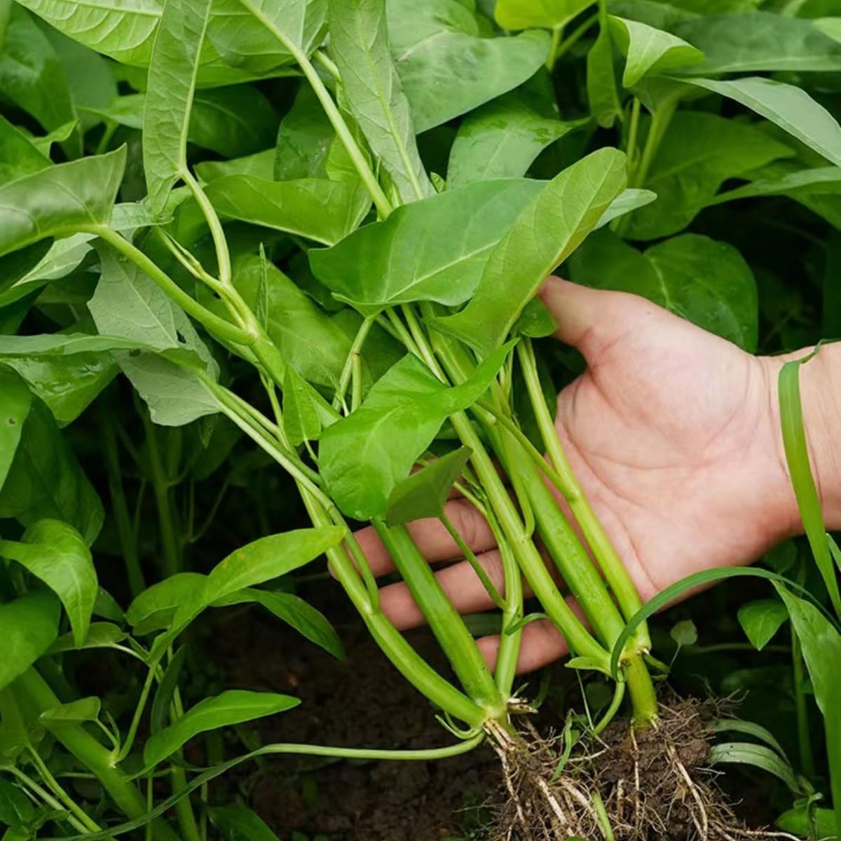 VISTATU Kong Xin Cai leaf close-up showing vibrant greens ideal for fresh salads.