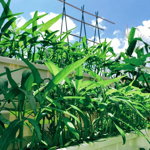 VISTATU Kong Xin Cai seed germination demonstrates quick sprouting and early growth.