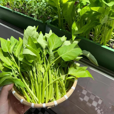 VISTATU Kong Xin Cai stem harvest-ready with crisp stalks for stir-fries.