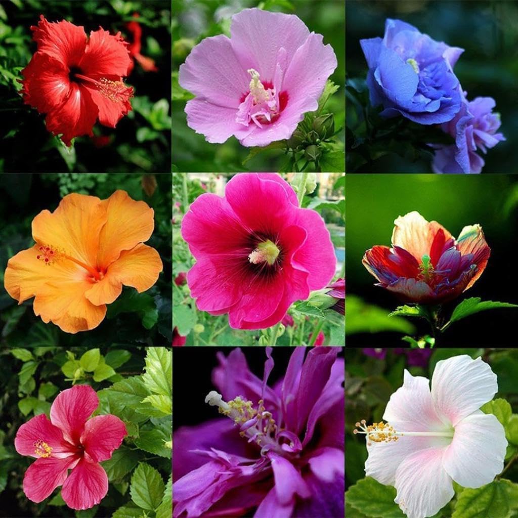VISTATU made-in-usa hibiscus seeds support home gardening projects with quality beginnings.