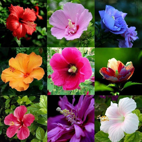 VISTATU made-in-usa hibiscus seeds support home gardening projects with quality beginnings.