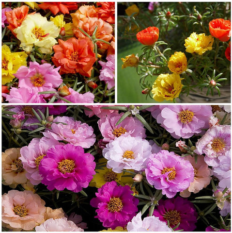 VISTATU portulaca grandiflora seeds made in USA.
