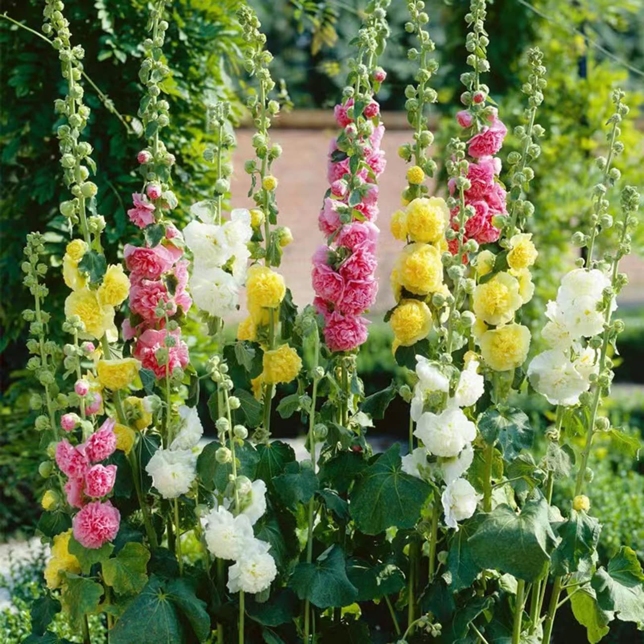 USA-made VISTATU hollyhock seeds for home gardens.