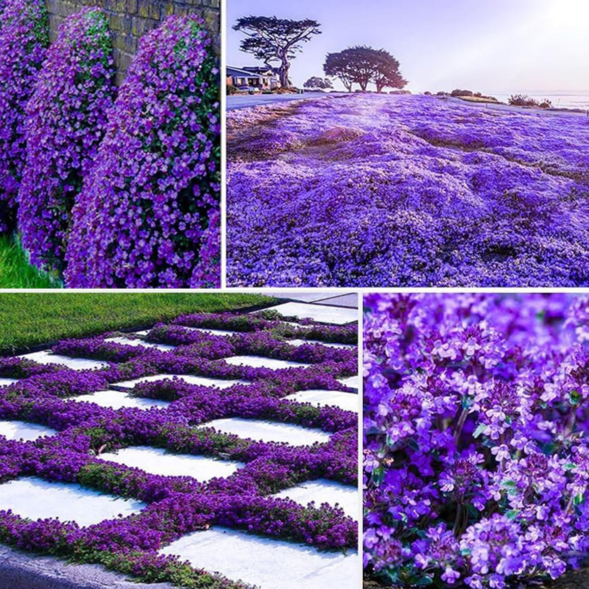 VISTATU Magic Purple Creeping Thyme seeds pack for lush ground cover in gardens.