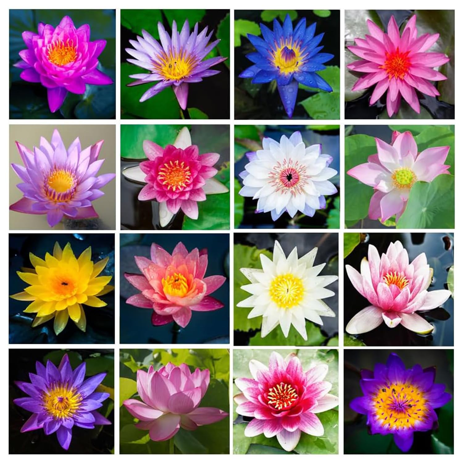 VISTATU mixed-color-bonsai-lotus-seeds offers varied ornamental blooms.