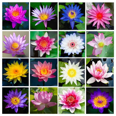 VISTATU mixed-color-bonsai-lotus-seeds offers varied ornamental blooms.