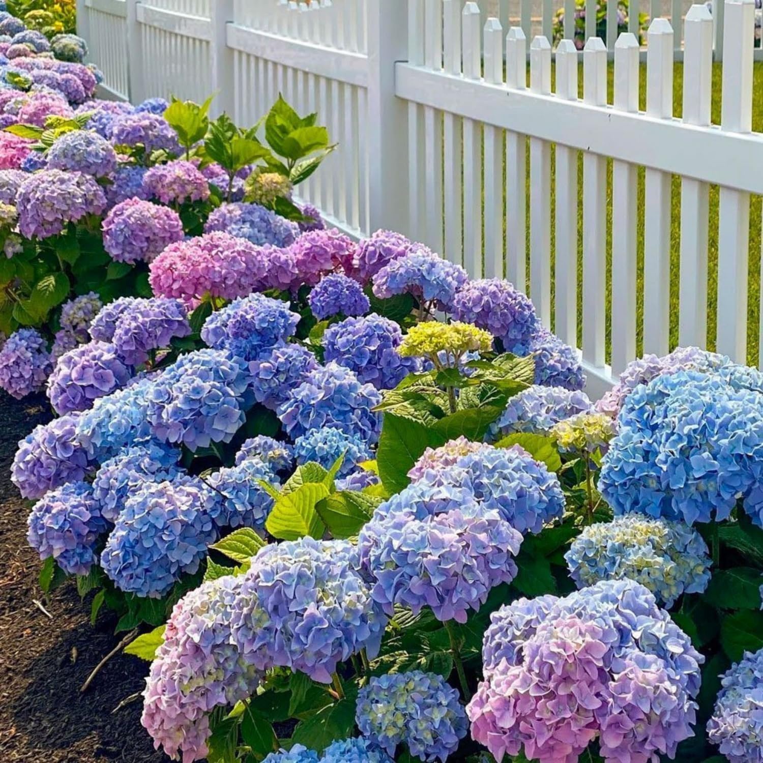 VISTATU mixed hydrangea seeds for colorful blooms in a vibrant garden.