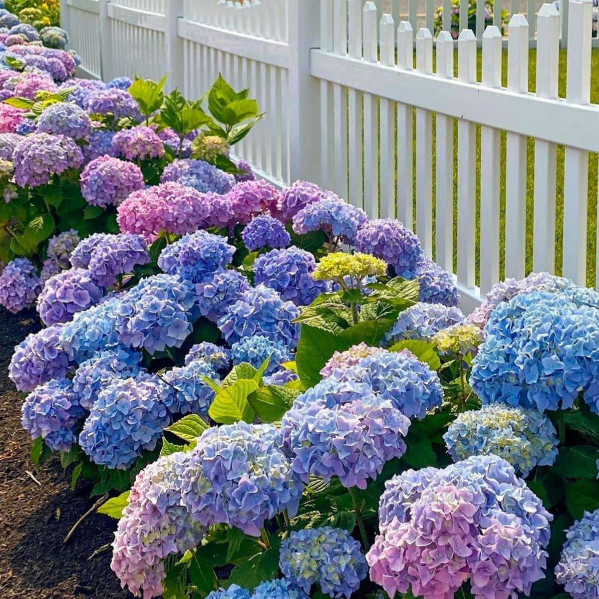 VISTATU mixed hydrangea seeds for colorful blooms in a vibrant garden.