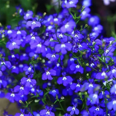 VISTATU moist germination environment supports steady thyme sprouting.