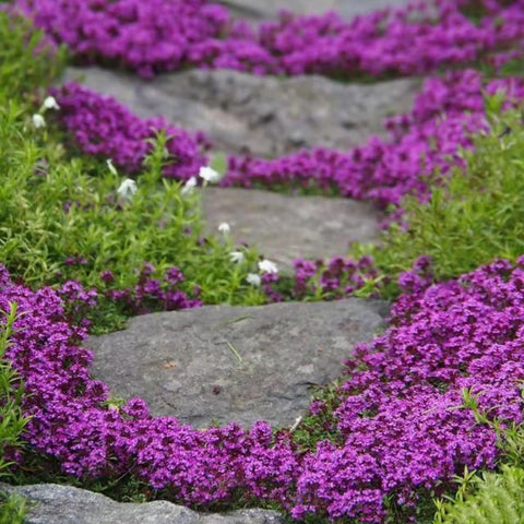 VISTATU moist-soil-setup maintains cool, damp conditions to help germination