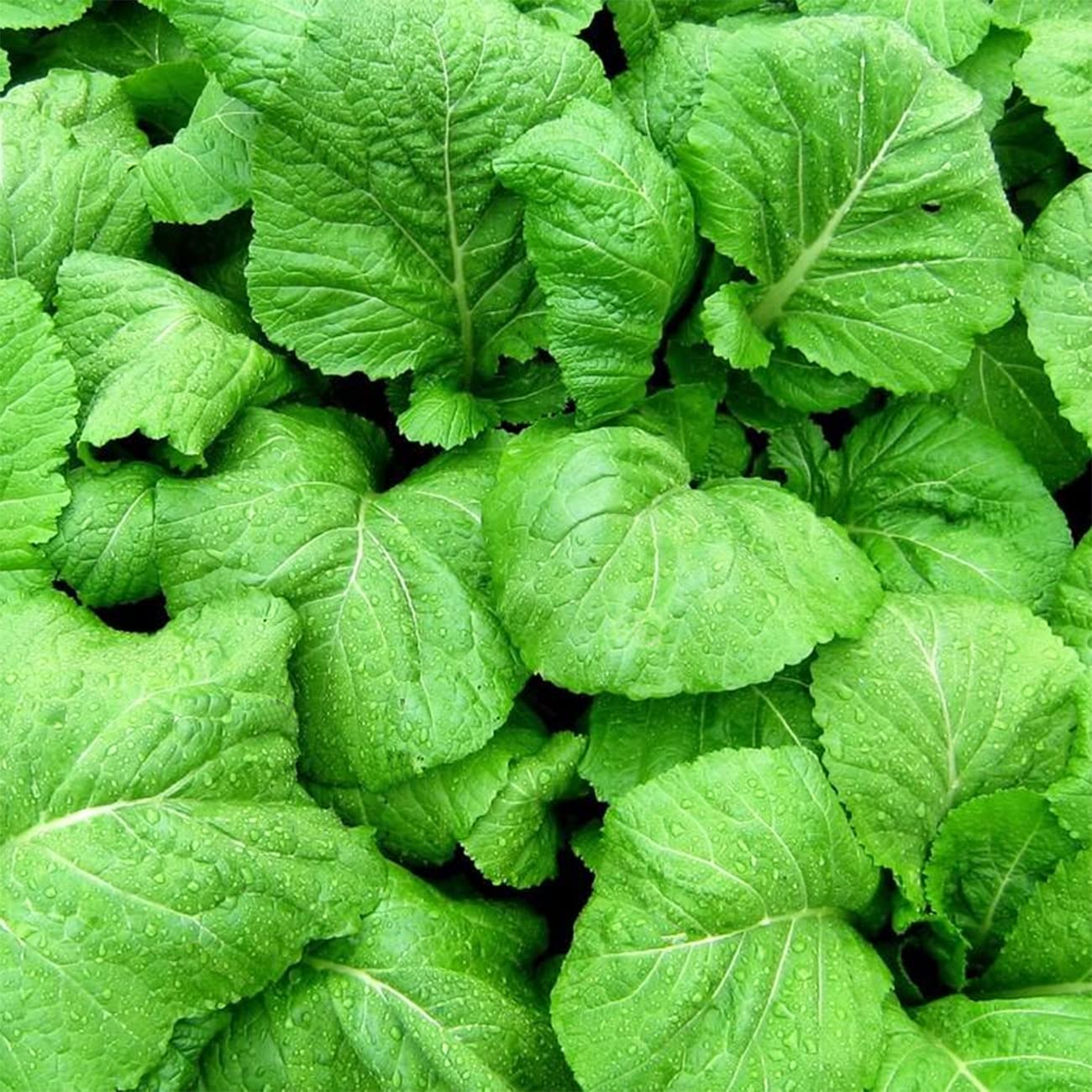 VISTATU mustard seeds germinating for easy beginner-friendly planting
