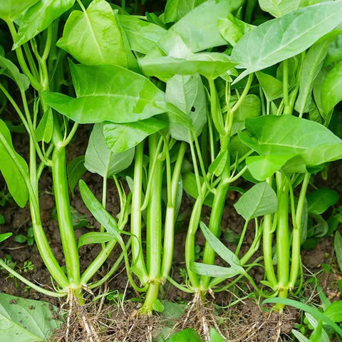 VISTATU non-GMO water spinach seeds for trustworthy gardening choice