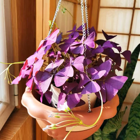 VISTATU oxalis triangularis bulbs ideal for beginners with easy care.