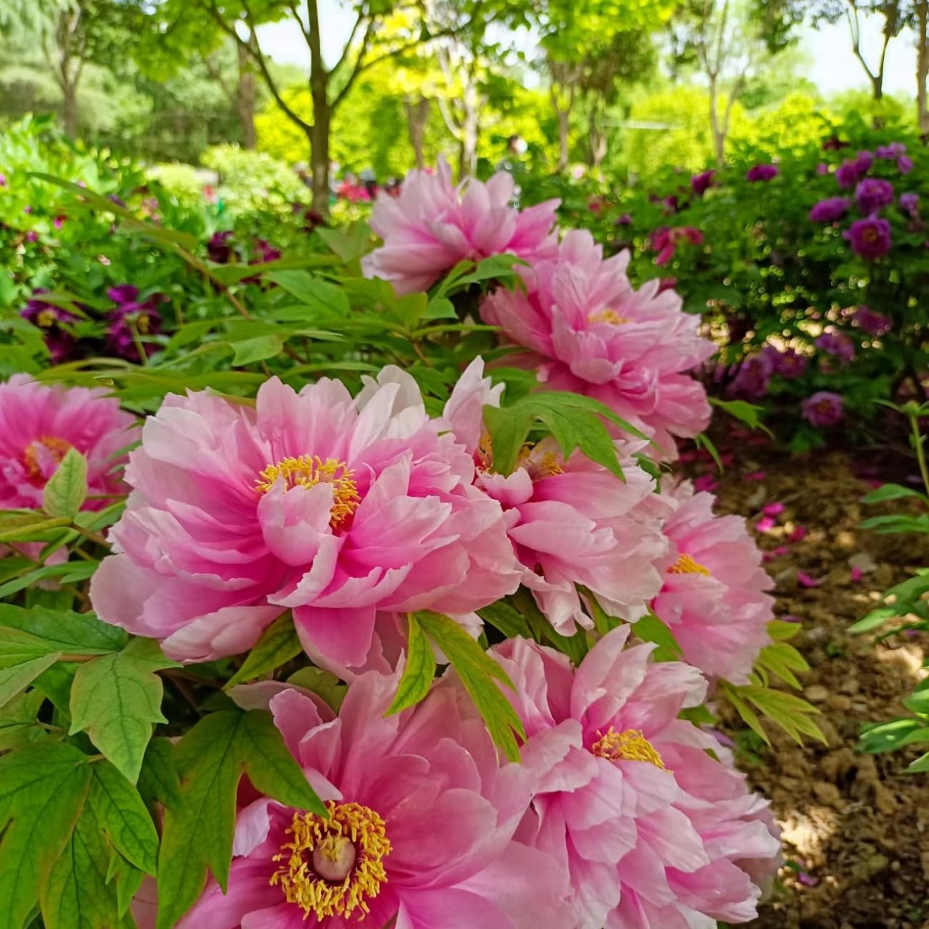 VISTATU peony seeds ideal for landscape borders and edging.