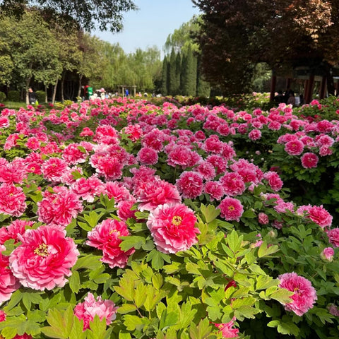 VISTATU peony seeds suitable for containers and patio planters.